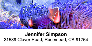 Dive 2-Line Address Label